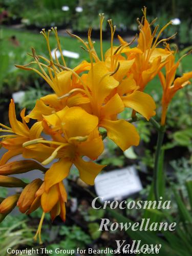 Crocosmia Rowellane Yellow